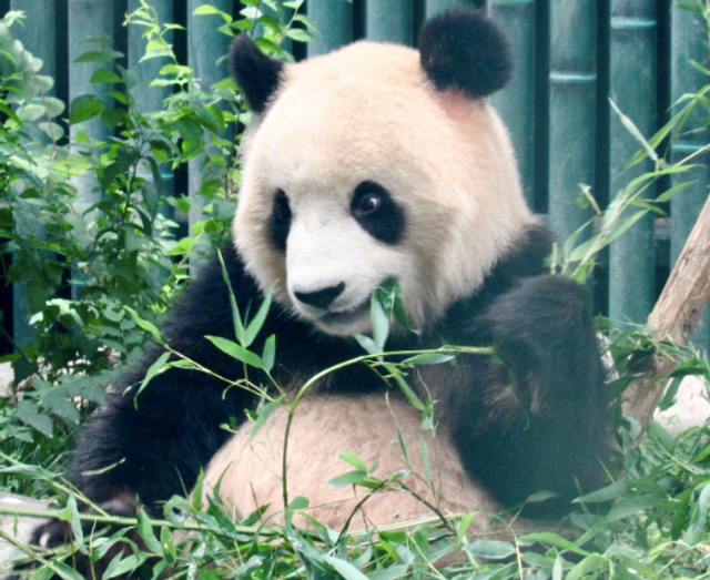 Panda at Beijing Zoo